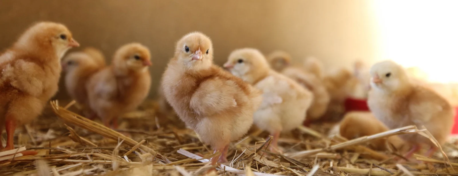 Legereife Junghennen im Aufzuchtstall